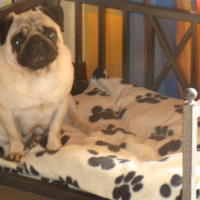 Photo #137695 de Aloa