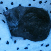 dodo_le_chat