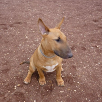 Photo #138049 de Drasko