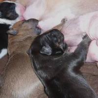 Photo #138061 de Drasko
