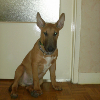 Photo #138067 de Drasko