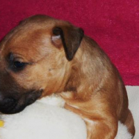 Photo #138073 de Drasko