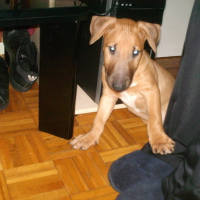Photo #138079 de Drasko
