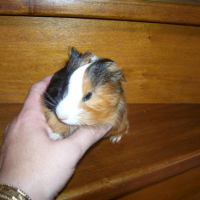 Photo #138223 de Rondoudou