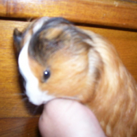 Photo #138229 de Rondoudou