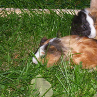 Photo #138235 de Rondoudou