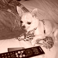 Photo #138343 de Dolce
