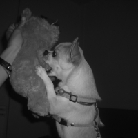 Photo #138349 de Dolce