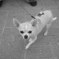 Photo #138391 de Dolce