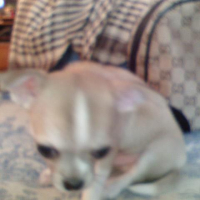 Photo #138397 de Dolce