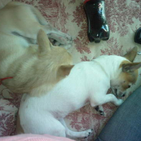 Photo #138403 de Dolce