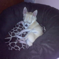 Photo #138409 de Dolce