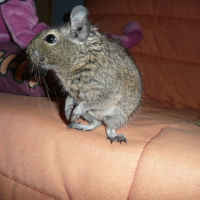 Photo #138493 de Croquette