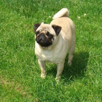 Photo #138667 de Aloa