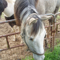 Photo #138757 de Bold silver