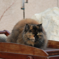 Photo #139501 de Mitsy