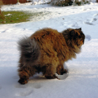 Photo #139645 de Mitsy