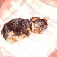 Photo #140071 de Diablo