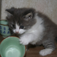 Photo #140263 de Shaoline