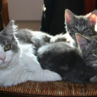 Photo #140269 de Shaoline