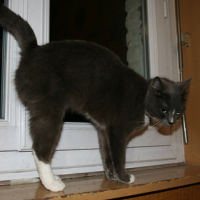Photo #140527 de Shaoline