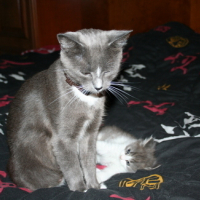 Photo #140533 de Shaoline