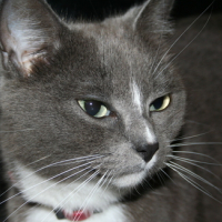 Photo #140539 de Shaoline