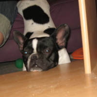 Photo #140599 de Bixi