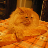 Photo #142021 de Napoleon