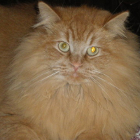 Photo #142027 de Napoleon