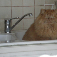 Photo #142033 de Napoleon