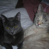 Photo #142303 de Tincky