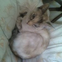 Photo #142525 de Tincky