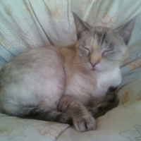 Photo #142531 de Tincky