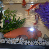 Photo #142879 de Les poissons
