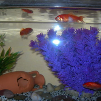 Photo #142891 de Les poissons