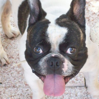 Photo #143377 de Tyson