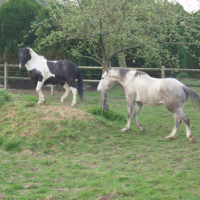 Photo #143509 de Bold silver