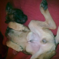 Photo #143659 de Spike