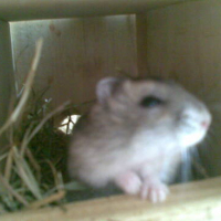 Photo #143719 de Oki et buzzer