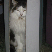 Photo #144253 de Tazou