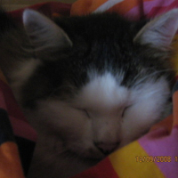 Photo #144259 de Tazou
