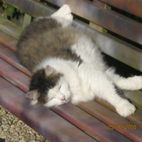 Photo #144265 de Tazou