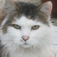 Photo #144271 de Tazou
