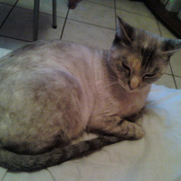 Photo #144283 de Tincky