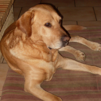 Photo #144319 de Turron
