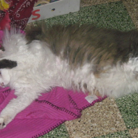 Photo #144343 de Tazou