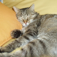 Photo #144745 de Loona