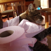 Photo #144781 de Loona