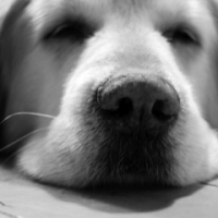Photo #144823 de Sanka